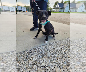 Labrador Retriever-Unknown Mix Dogs for adoption in Linton, IN, USA