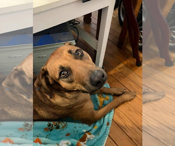 Medium Photo #1 Mutt Puppy For Sale in Germantown, OH, USA