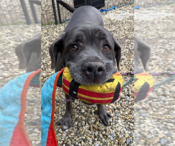 Medium Photo #3 Mastiff-Unknown Mix Puppy For Sale in Manahawkin, NJ, USA