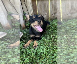 Miniature Schnauzer-Unknown Mix Dogs for adoption in Aurora, IN, USA