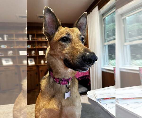 Medium Photo #4 German Shepherd Dog-Unknown Mix Puppy For Sale in Woodbury, NY, USA