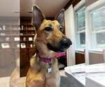 Small #3 German Shepherd Dog Mix