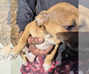 Mutt Dogs for adoption in San Antonio, TX, USA