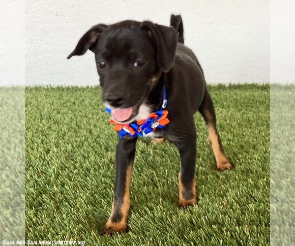 Medium Photo #2 Rat Terrier-Unknown Mix Puppy For Sale in San Diego, CA, USA