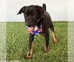 Small #1 Rat Terrier Mix