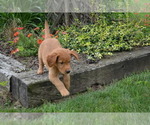 Small Photo #13 Golden Retriever Puppy For Sale in GREENWOOD, WI, USA