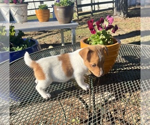 Jack Russell Terrier Puppy for sale in NASHVILLE, NC, USA