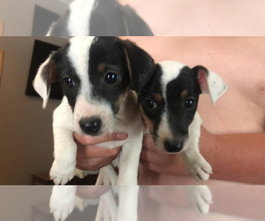 Jack Russell Terrier Puppy for sale in CISNE, IL, USA