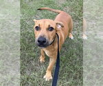 Small Labrador Retriever Mix