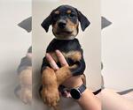 Small #4 Labrottie