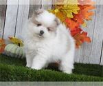 Small #7 Pomeranian