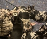 Small #22 French Bulldog
