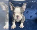 Small Photo #5 French Bulldog Puppy For Sale in MENLO PARK, CA, USA