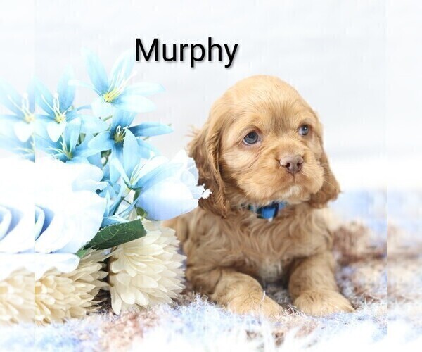 Medium Photo #22 Cocker Spaniel Puppy For Sale in LOYAL, WI, USA