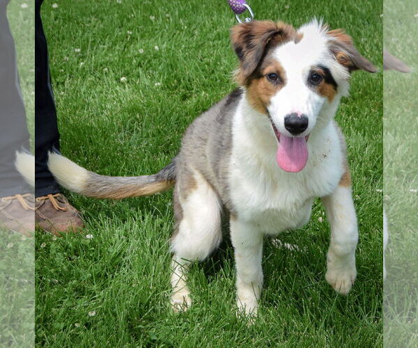 Medium Photo #5 Australian Shepherd Puppy For Sale in Huntley, IL, USA