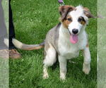 Small #4 Australian Shepherd