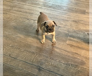 French Bulldog Puppy for sale in NEWTON, NJ, USA