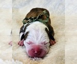 Puppy Sage Collar Alapaha Blue Blood Bulldog