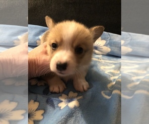 Medium Pembroke Welsh Corgi