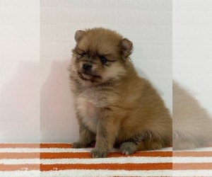Pomeranian Puppy for Sale in DOWNING, Missouri USA