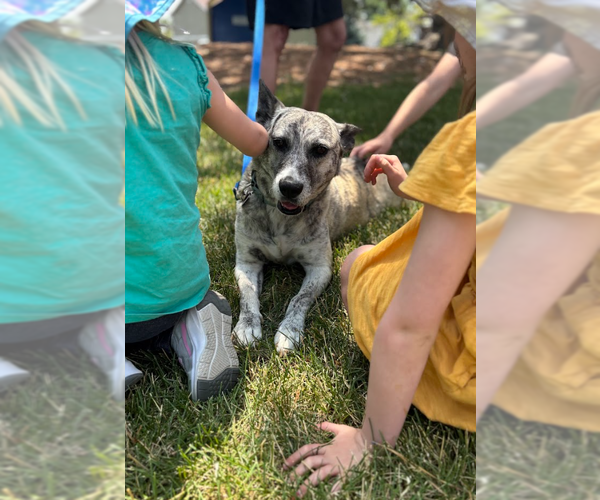 Medium Photo #2 Dutch Shepherd -Unknown Mix Puppy For Sale in Aurora, CO, USA