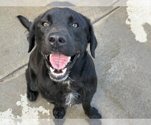 Labrador Retriever-Unknown Mix Dogs for adoption in Tulsa, OK, USA