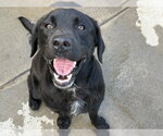 Small Labrador Retriever Mix