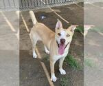 Small #2 American Pit Bull Terrier Mix
