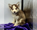 Small #3 Siberian Husky
