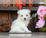 Small #1 Maltese
