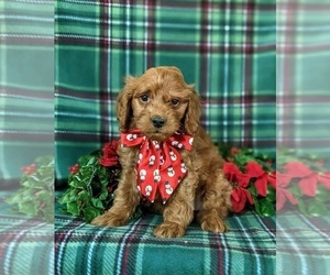 Goldendoodle (Miniature) Puppy for sale in KIRKWOOD, PA, USA