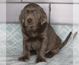 Labrador Retriever Puppy for sale in FREDERICKSBURG, OH, USA