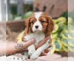 Small #4 Cavalier King Charles Spaniel