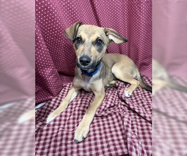 Medium Photo #6 Jack Russell Terrier-Unknown Mix Puppy For Sale in Pleasanton, TX, USA