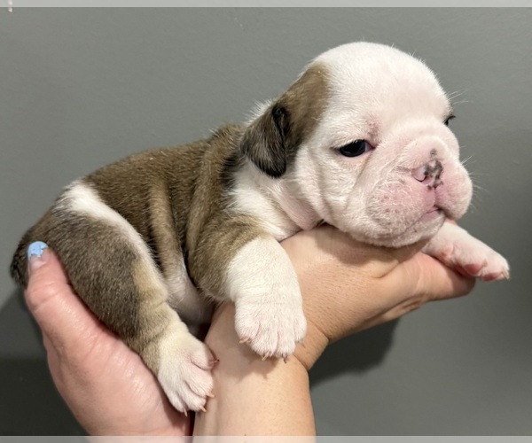 Medium Photo #6 English Bulldog Puppy For Sale in EVEREST, KS, USA