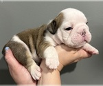 Small Photo #14 English Bulldog Puppy For Sale in EVEREST, KS, USA