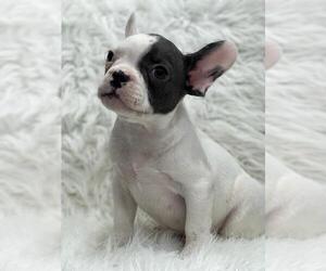 French Bulldog Puppy for sale in LA VERGNE, TN, USA