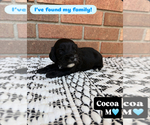 Small #11 Cavapoo