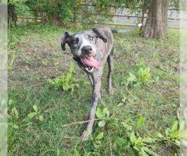 Medium Photo #4 Great Dane-Unknown Mix Puppy For Sale in The Woodlands, TX, USA