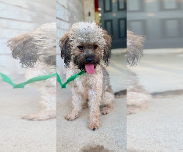 Medium Photo #1 Poodle (Miniature)-Unknown Mix Puppy For Sale in Dallas, TX, USA