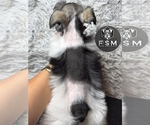 Small Photo #3 Schnauzer (Miniature) Puppy For Sale in KISSIMMEE, FL, USA