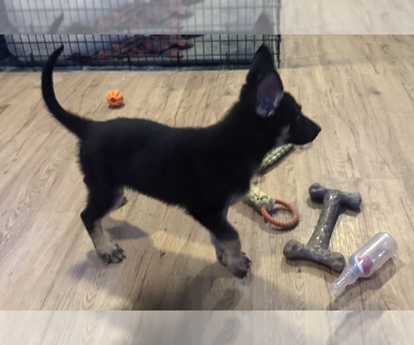 Medium Photo #1 German Shepherd Dog Puppy For Sale in RICHMOND, VA, USA