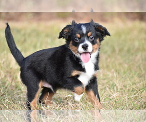 Miniature Australian Shepherd Puppy for sale in PALM COAST, FL, USA
