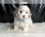 Small #3 Maltipoo