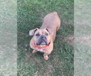 Maci- low rider love - Female American Pit Bull Terrier-Unknown Mix Dog for Adoption - Photo #3