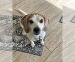 Small #5 Beagle