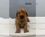 Small #5 Golden Retriever