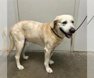 Labrador Retriever Dogs for adoption in Rosenberg, TX, USA
