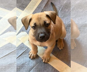 Mutt Dogs for adoption in Aurora, IN, USA
