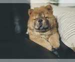 Small Photo #4 Chow Chow Puppy For Sale in WEST PALM BEACH, FL, USA